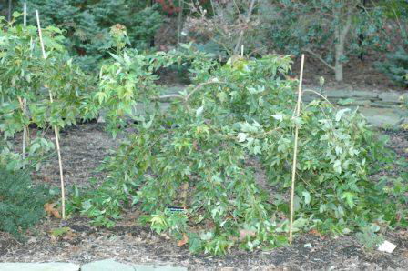 Acer buergerianum 'Angyo Weeping' Trident Maple Tree