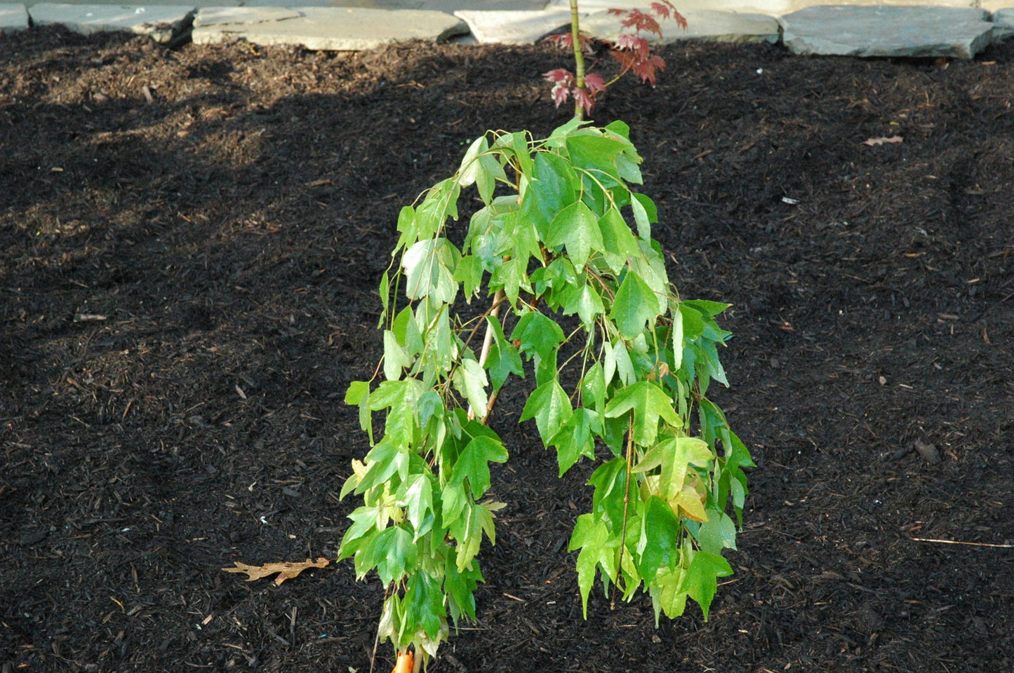 Acer buergerianum 'Angyo Weeping' Trident Maple Tree