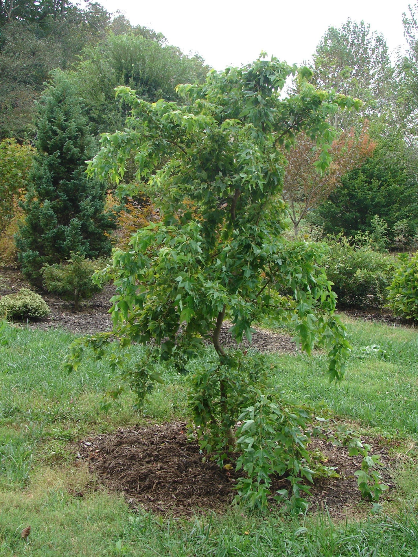 Acer buergerianum 'Angyo Weeping' Trident Maple Tree