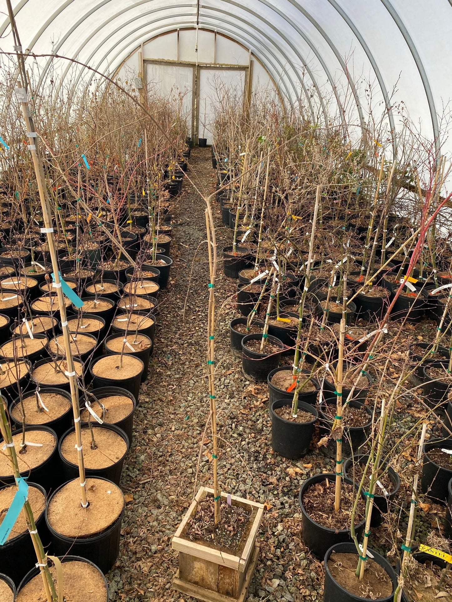 Acer buergerianum 'Angyo Weeping' Trident Maple Tree
