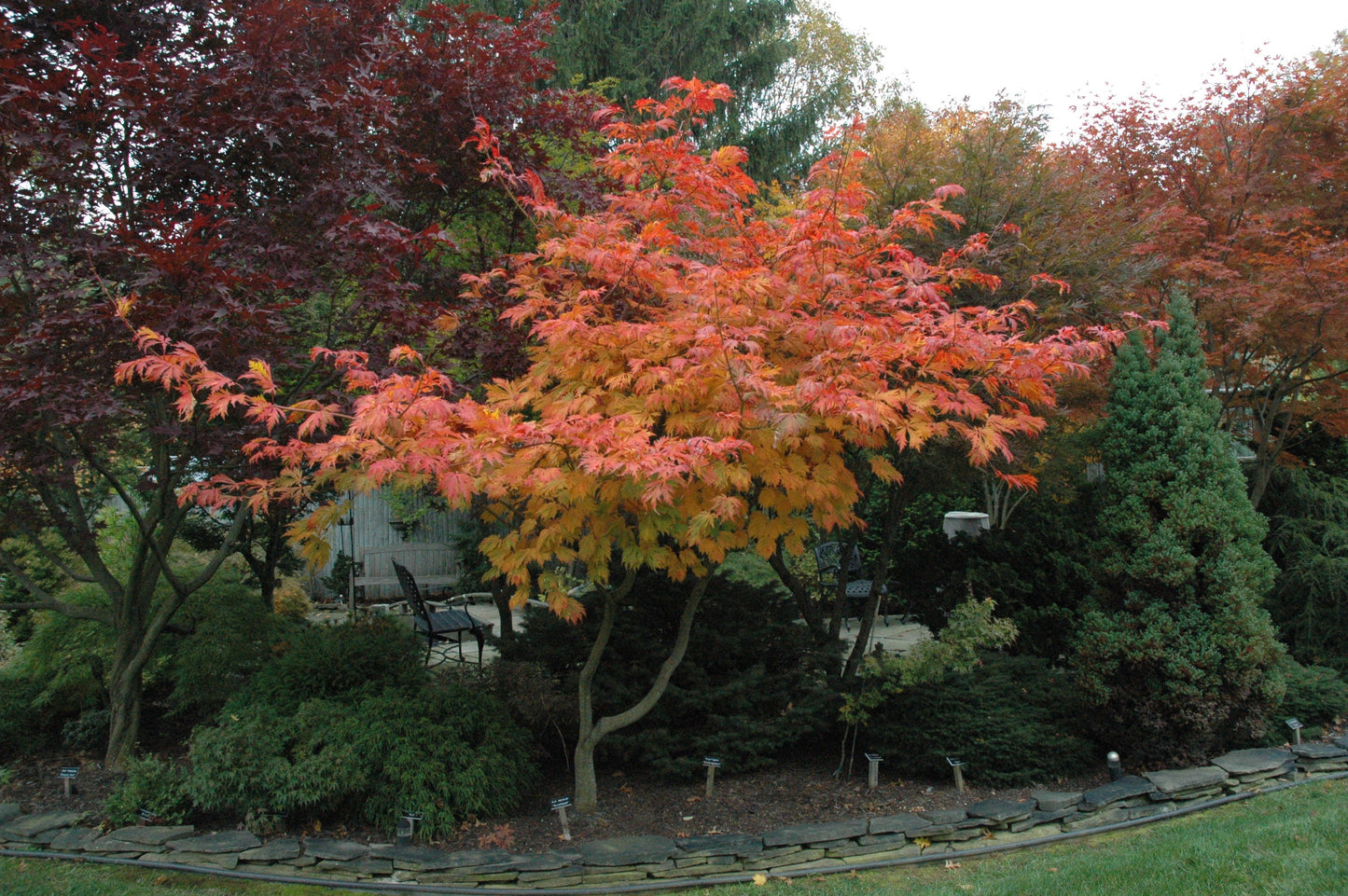 Acer japonicum 'Mai kujaku' Dancing Peacock Japanese Maple