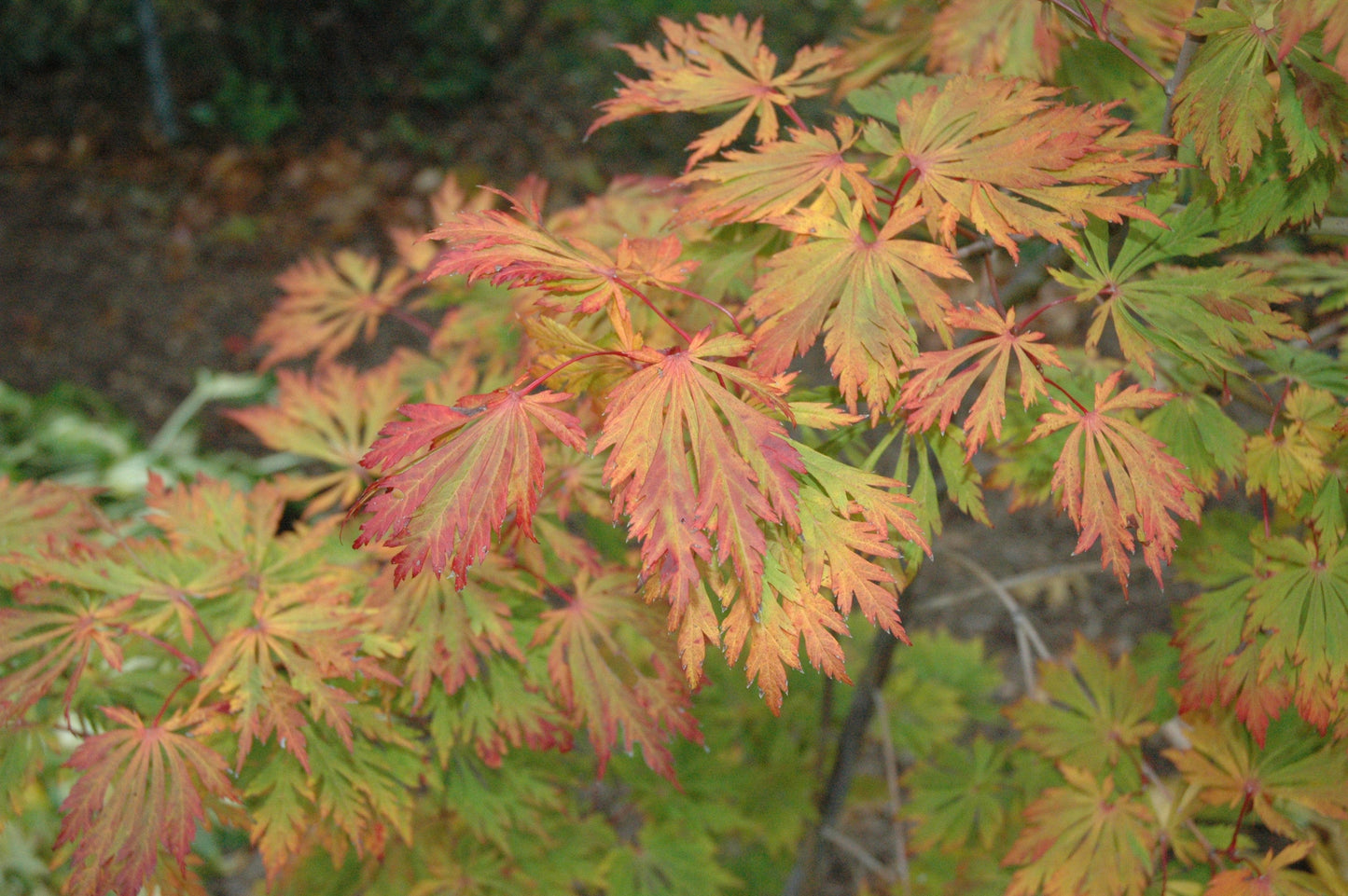 Acer japonicum 'Mai kujaku' Dancing Peacock Japanese Maple