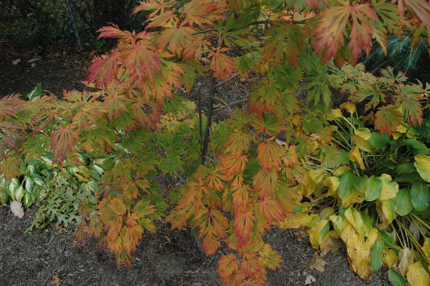 Acer japonicum 'Mai kujaku' Dancing Peacock Japanese Maple