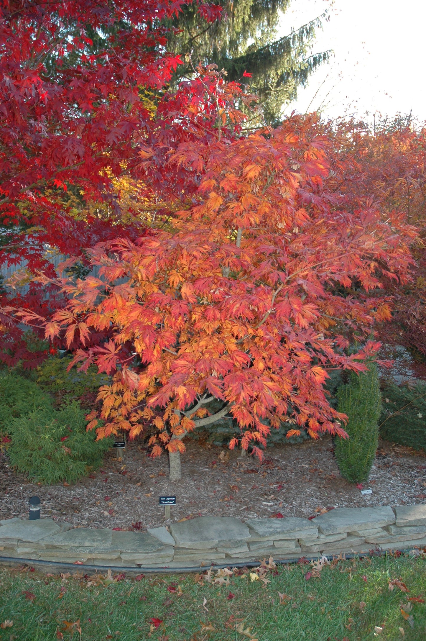 Acer japonicum 'Mai kujaku' Dancing Peacock Japanese Maple