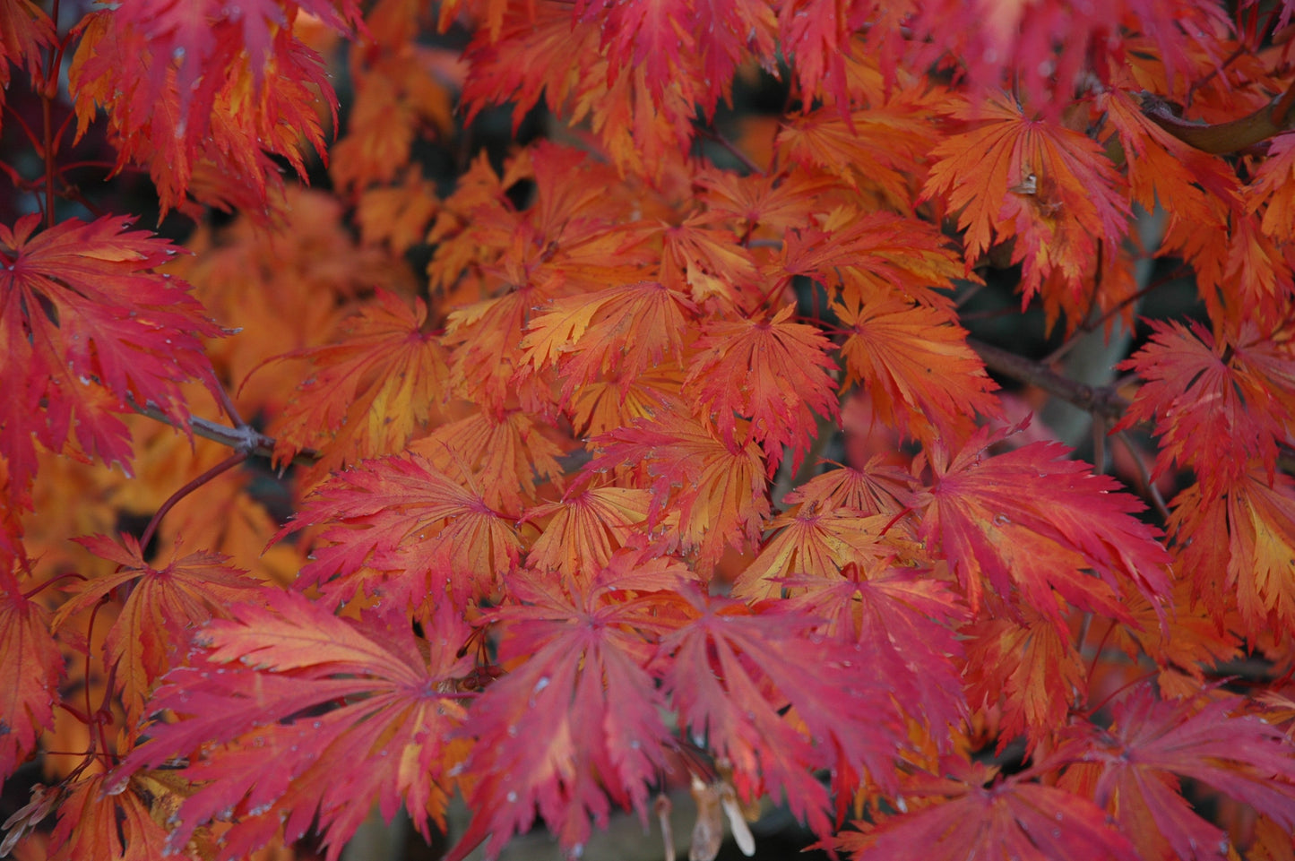 Acer japonicum 'Mai kujaku' Dancing Peacock Japanese Maple