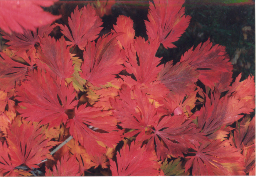 Acer japonicum 'Mai kujaku' Dancing Peacock Japanese Maple