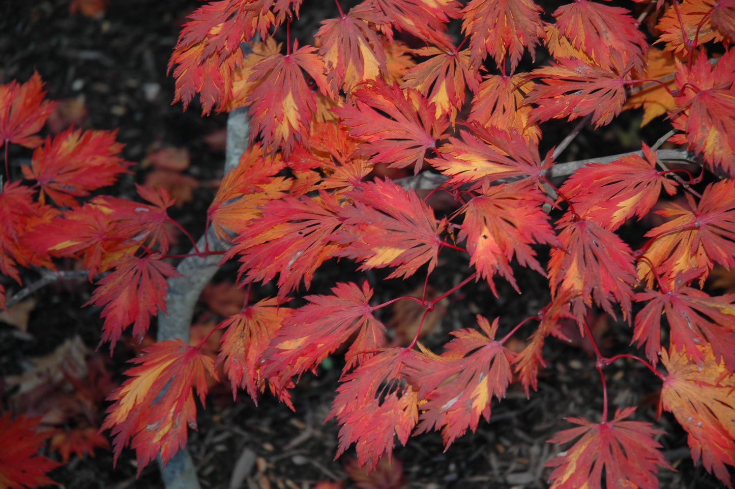 Acer japonicum 'Mai kujaku' Dancing Peacock Japanese Maple
