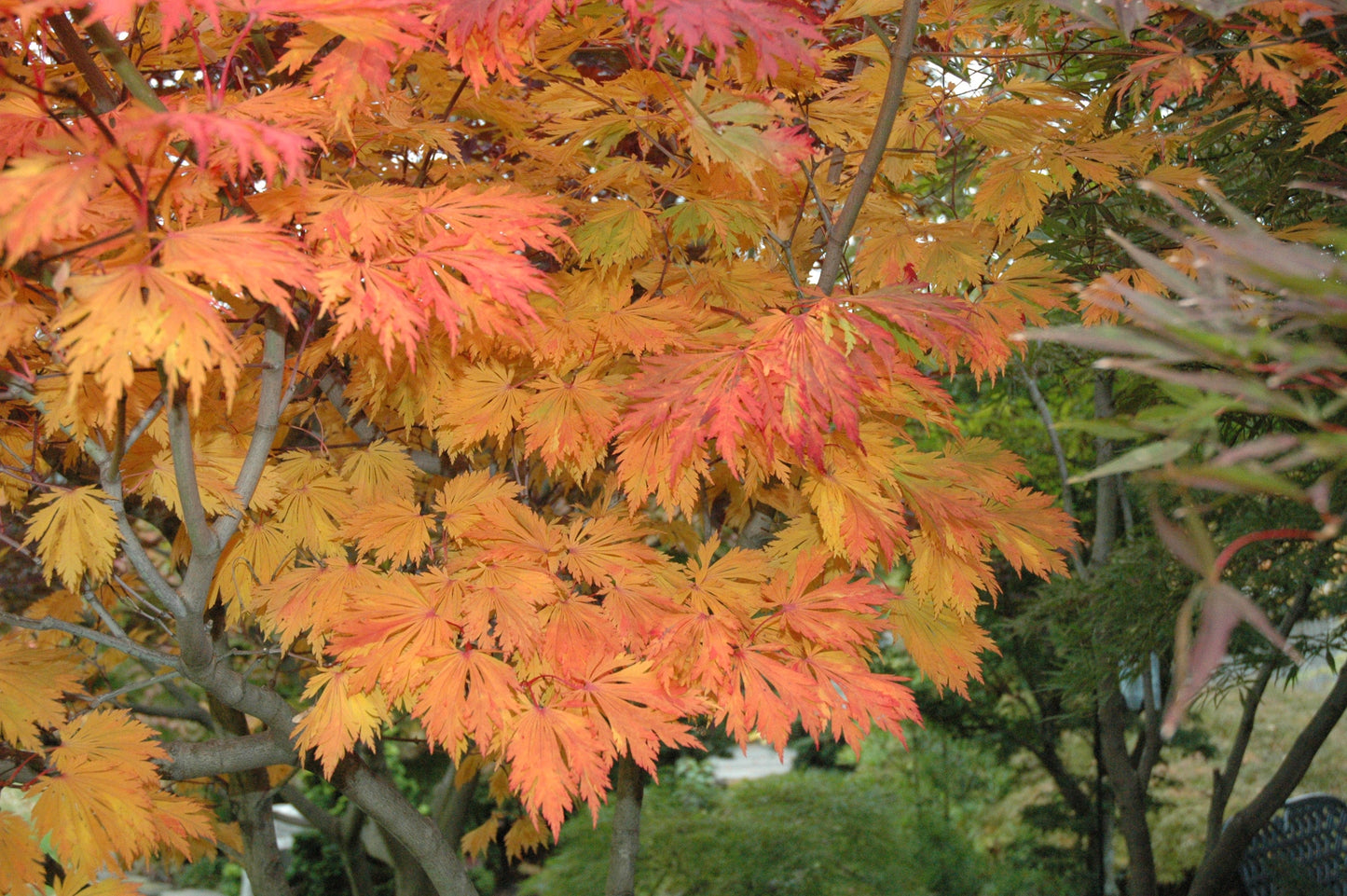 Acer japonicum 'Mai kujaku' Dancing Peacock Japanese Maple