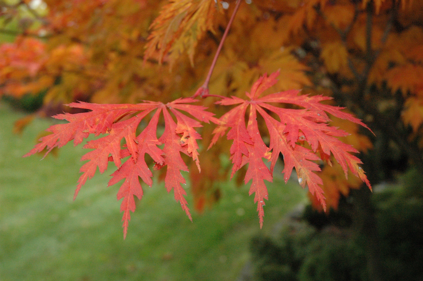 Acer japonicum 'Mai kujaku' Dancing Peacock Japanese Maple