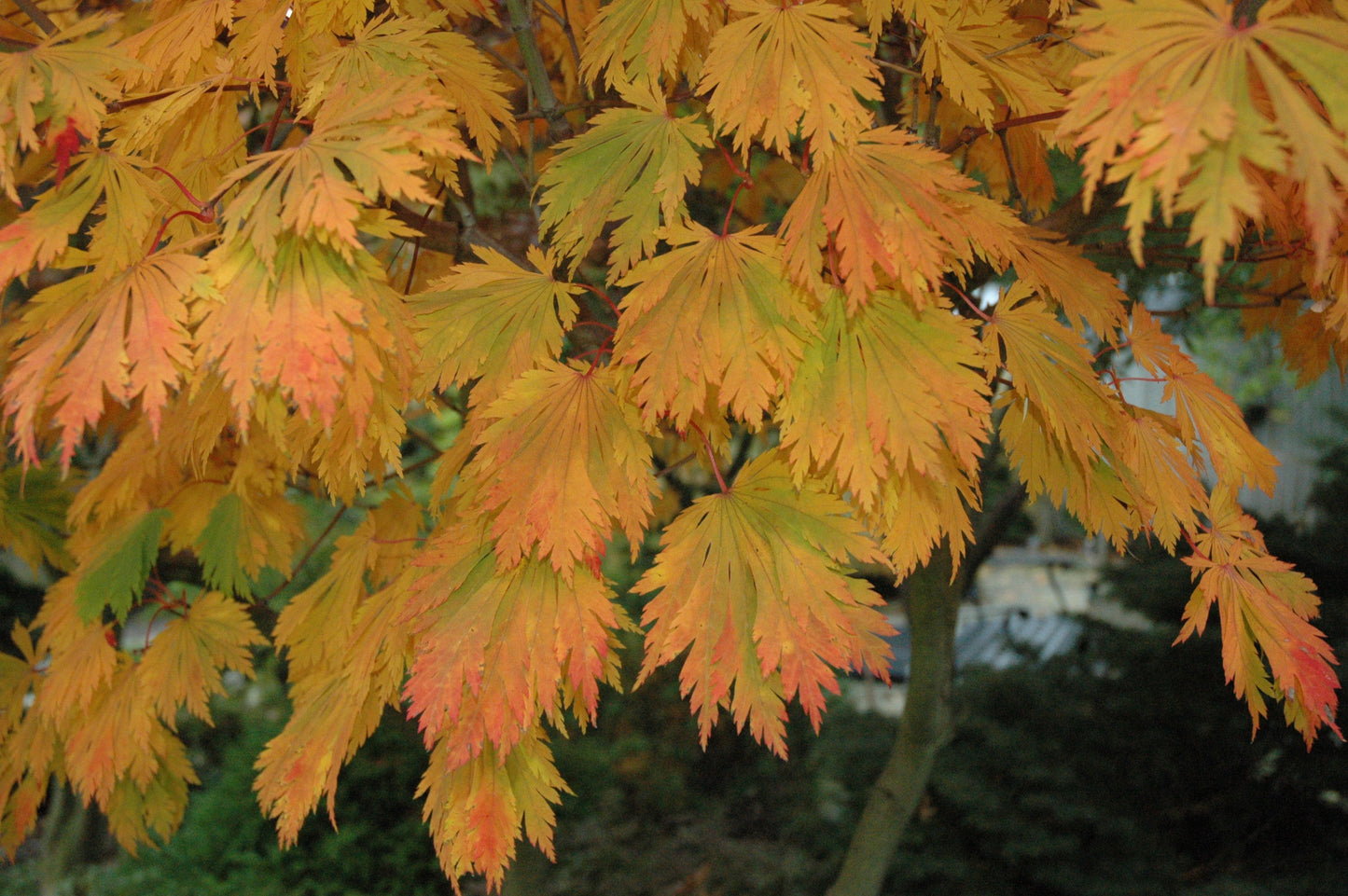 Acer japonicum 'Mai kujaku' Dancing Peacock Japanese Maple