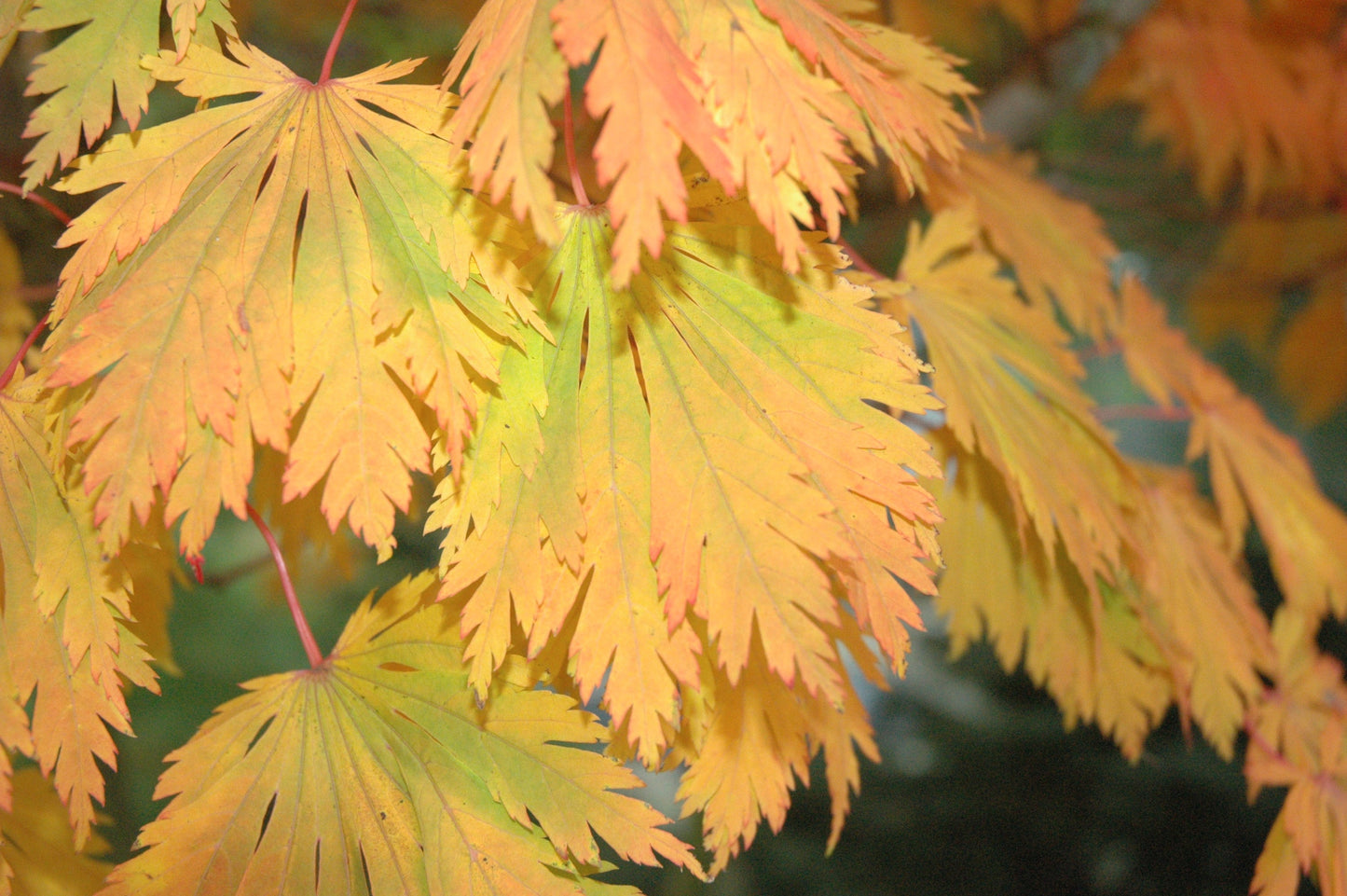 Acer japonicum 'Mai kujaku' Dancing Peacock Japanese Maple