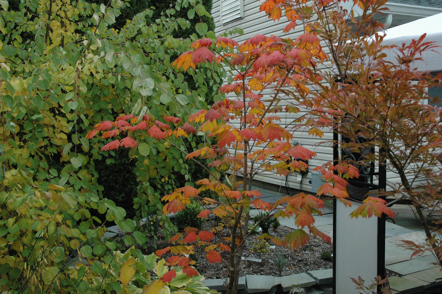 Acer japonicum 'Emmett's Pumpkin' Full Moon Japanese Maple