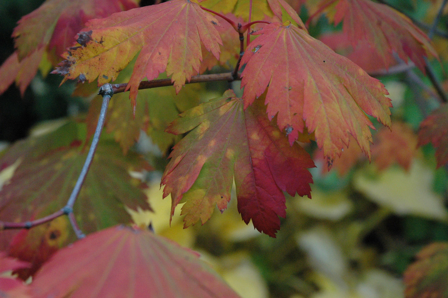 Acer japonicum 'Emmett's Pumpkin' Full Moon Japanese Maple