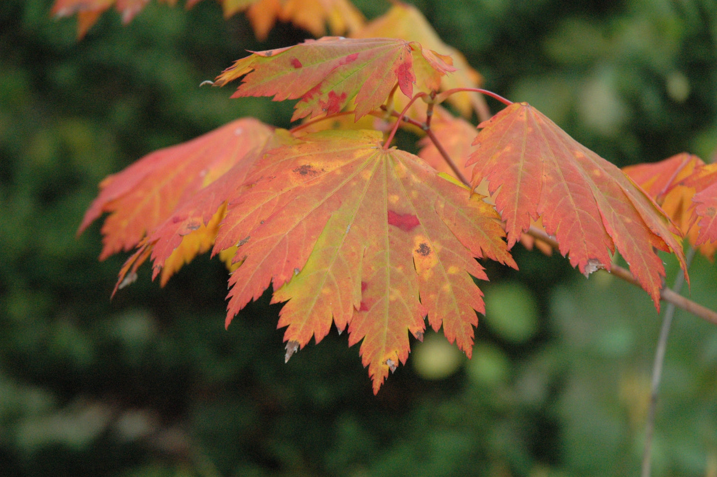 Acer japonicum 'Emmett's Pumpkin' Full Moon Japanese Maple