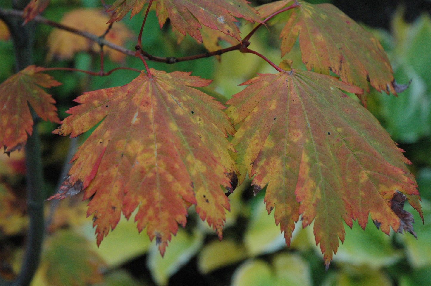 Acer japonicum 'Emmett's Pumpkin' Full Moon Japanese Maple
