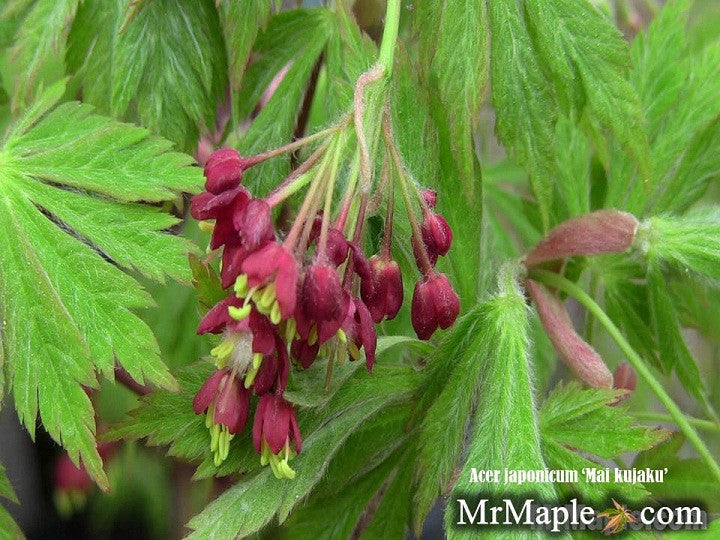Acer japonicum 'Mai kujaku' Dancing Peacock Japanese Maple