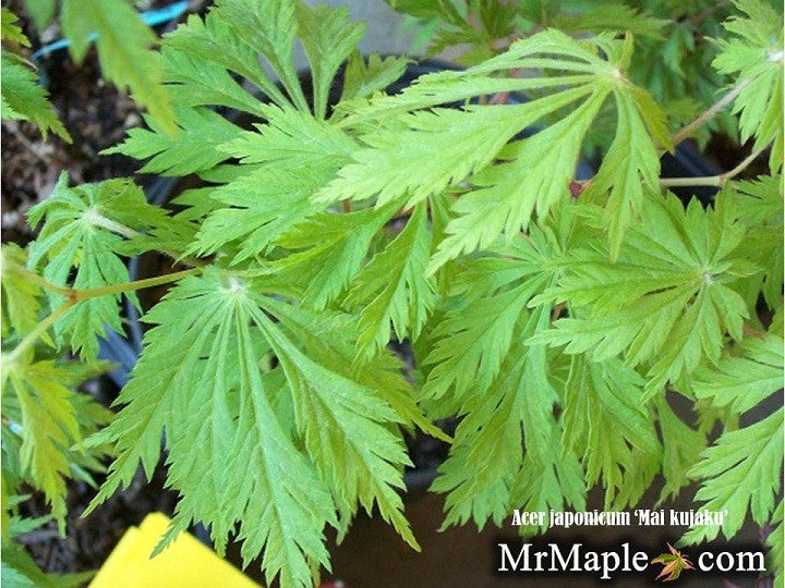 Acer japonicum 'Mai kujaku' Dancing Peacock Japanese Maple