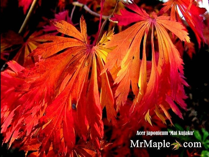 Acer japonicum 'Mai kujaku' Dancing Peacock Japanese Maple
