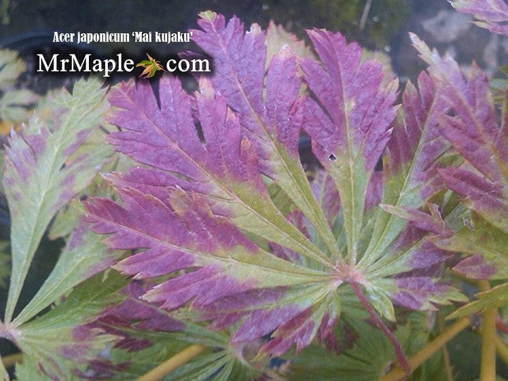Acer japonicum 'Mai kujaku' Dancing Peacock Japanese Maple