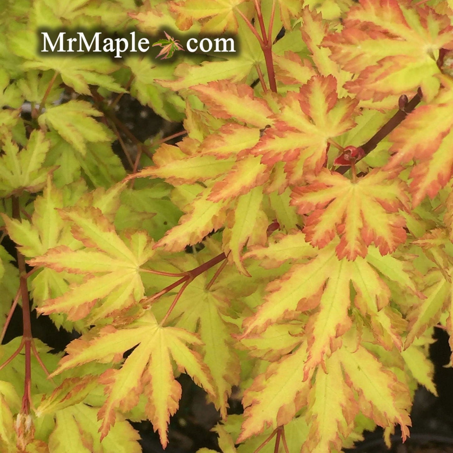 Acer palmatum 'Anne-Irene' Japanese Maple