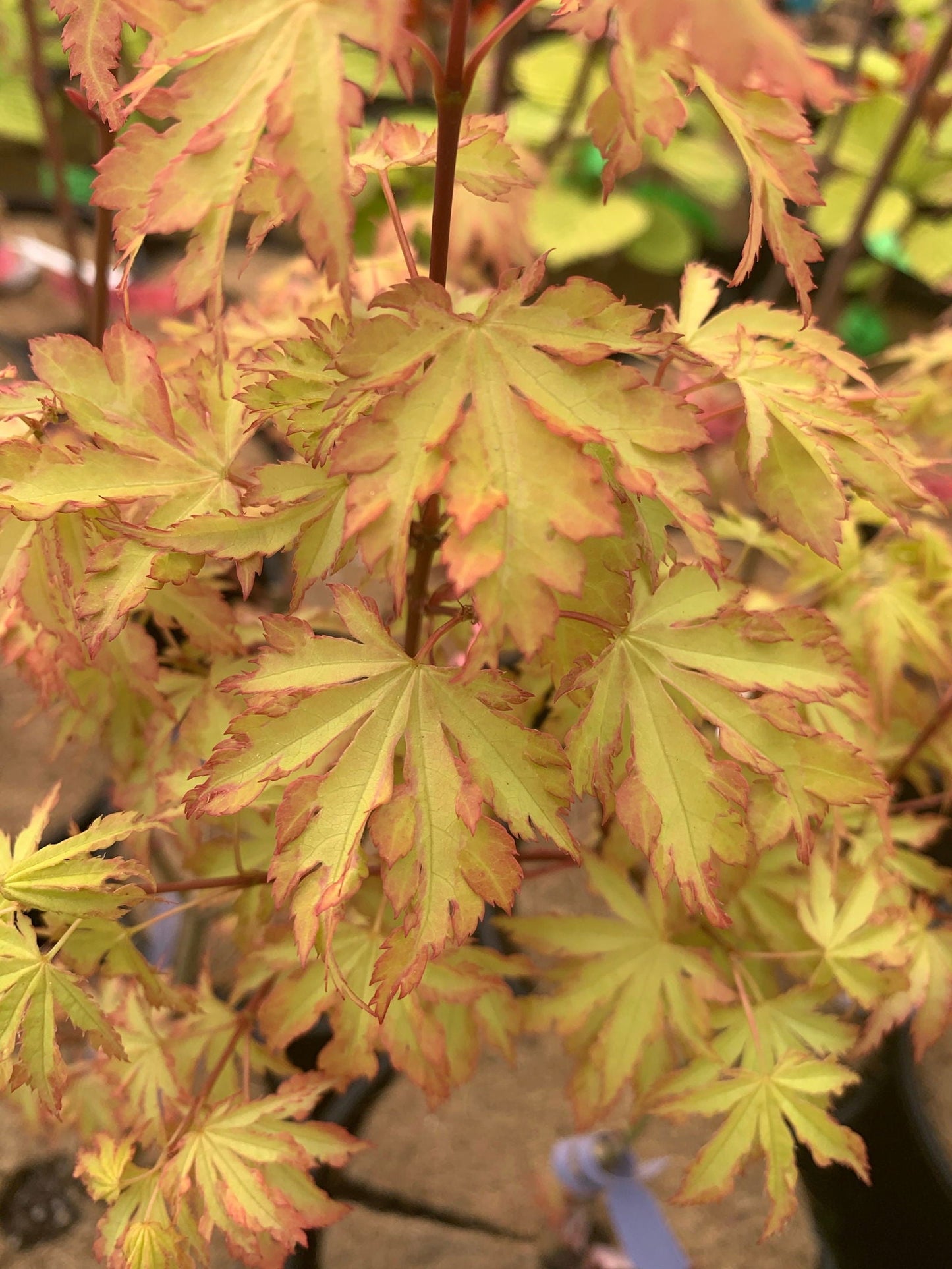 Acer palmatum 'Anne-Irene' Japanese Maple