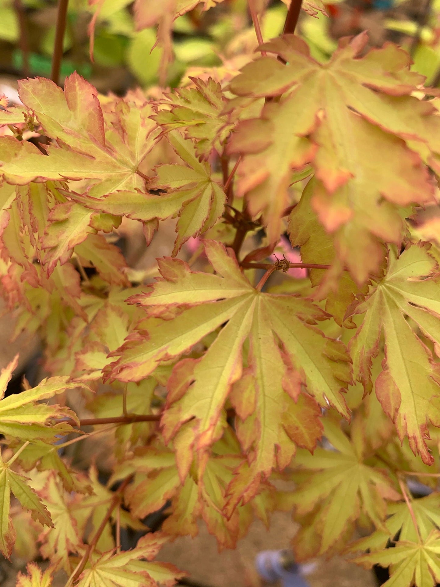 Acer palmatum 'Anne-Irene' Japanese Maple