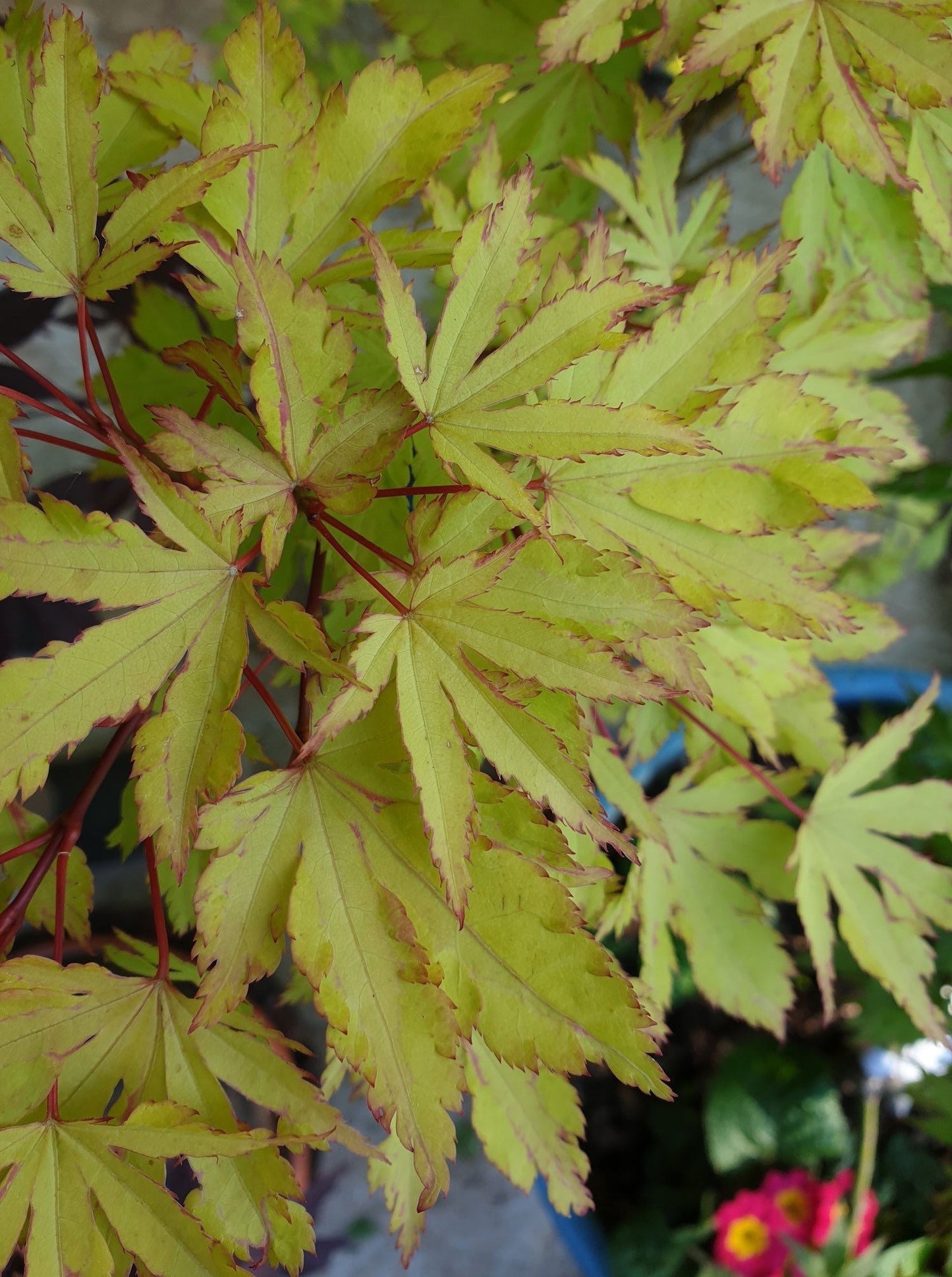 Acer palmatum 'Anne-Irene' Japanese Maple