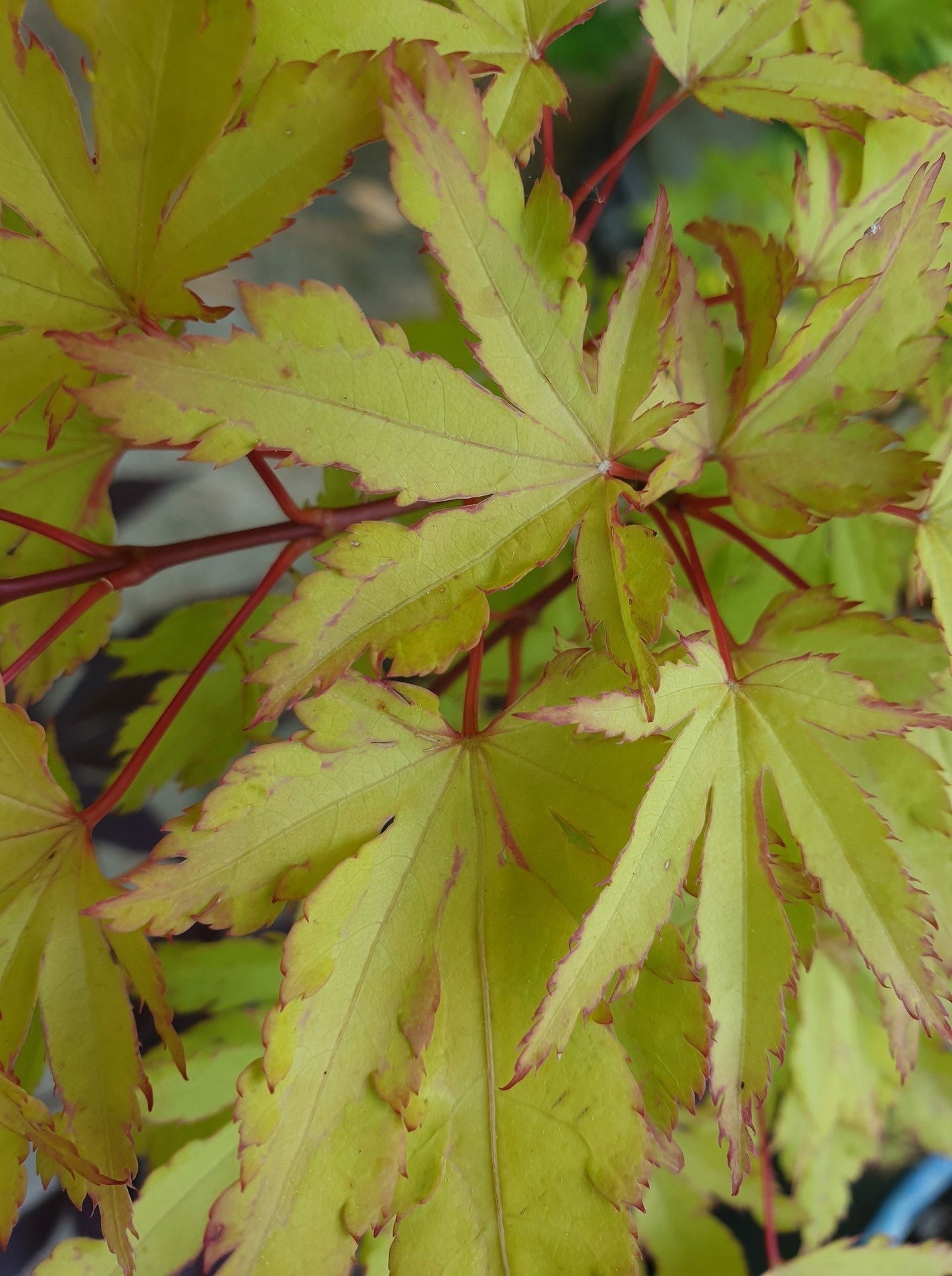Acer palmatum 'Anne-Irene' Japanese Maple