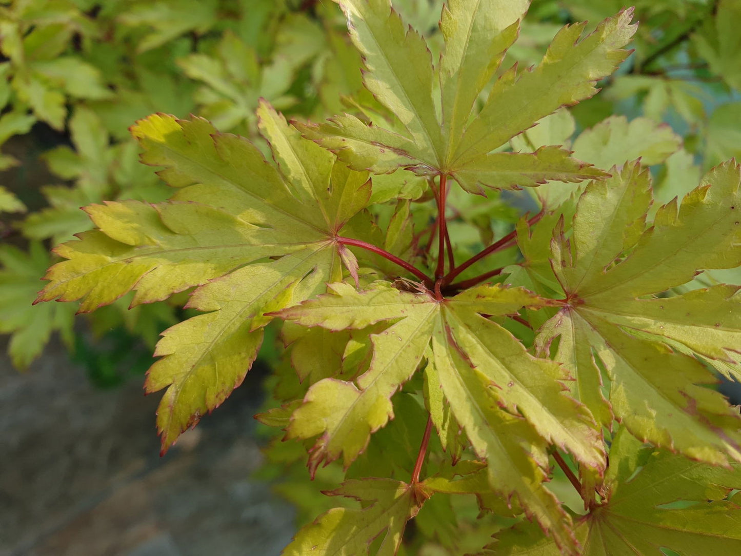 Acer palmatum 'Anne-Irene' Japanese Maple