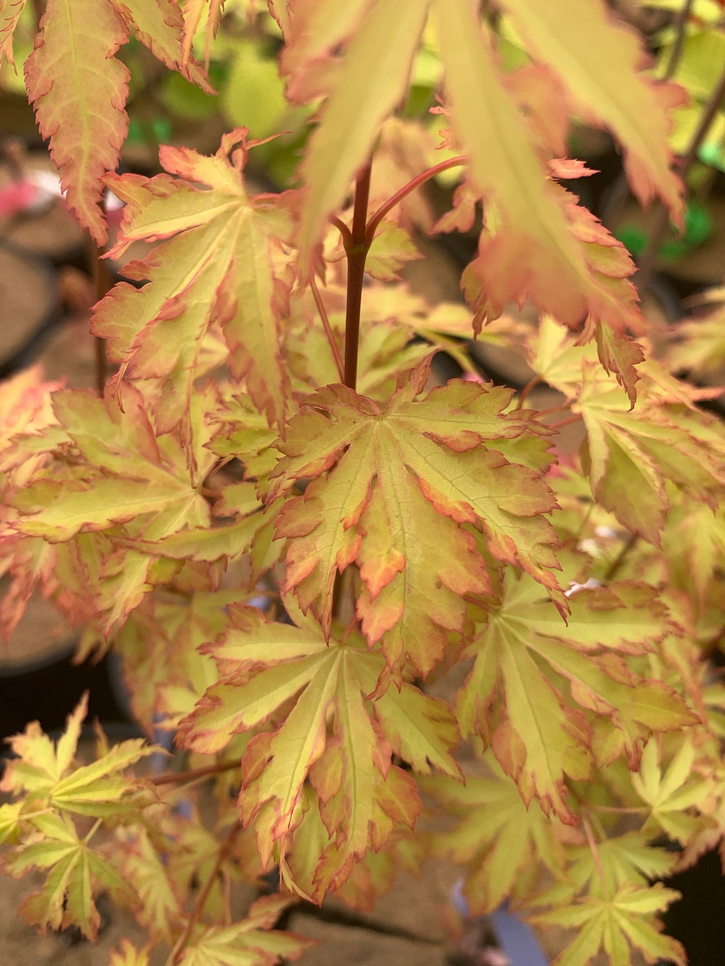 Acer palmatum 'Anne-Irene' Japanese Maple