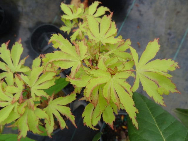 Acer palmatum 'Anne-Irene' Japanese Maple