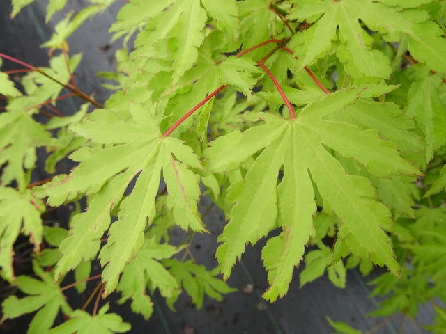 Acer palmatum 'Anne-Irene' Japanese Maple