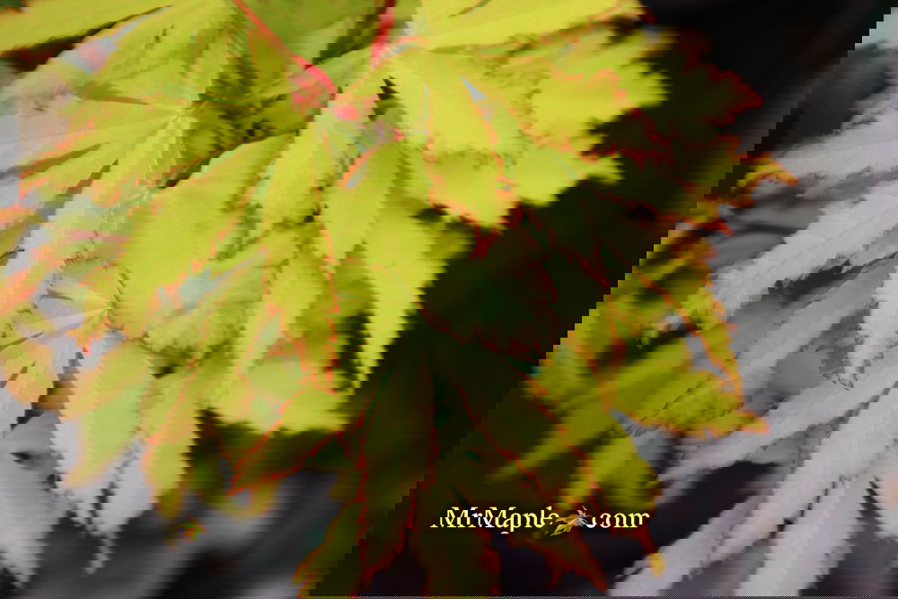 Acer palmatum 'Anne-Irene' Japanese Maple