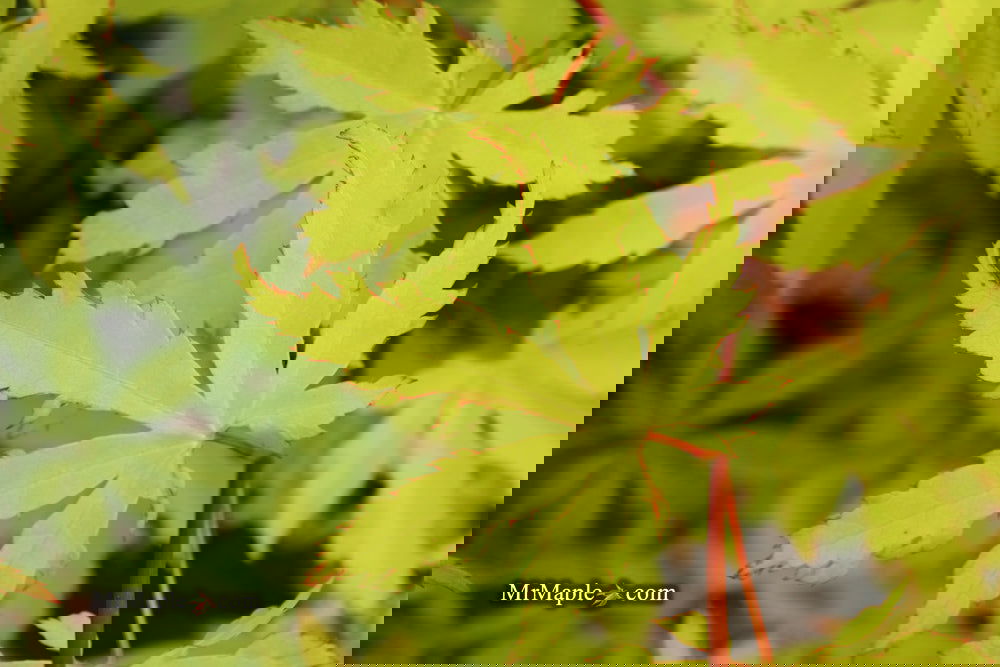 Acer palmatum 'Anne-Irene' Japanese Maple