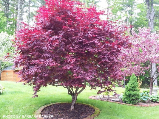 Acer palmatum 'Bloodgood' Red Japanese Maple Tree