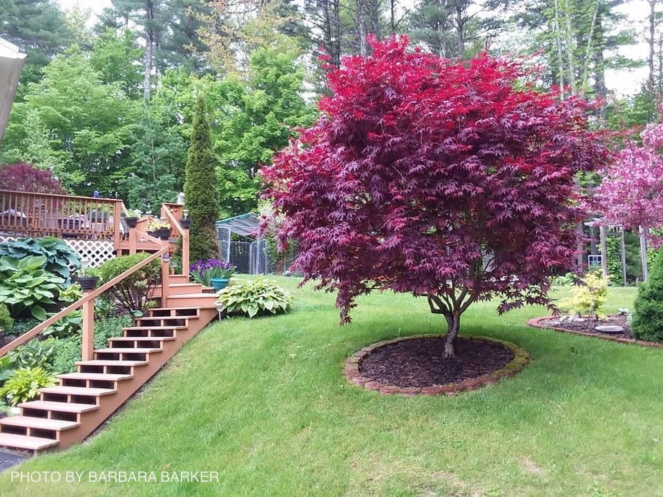 Acer palmatum 'Bloodgood' Red Japanese Maple Tree