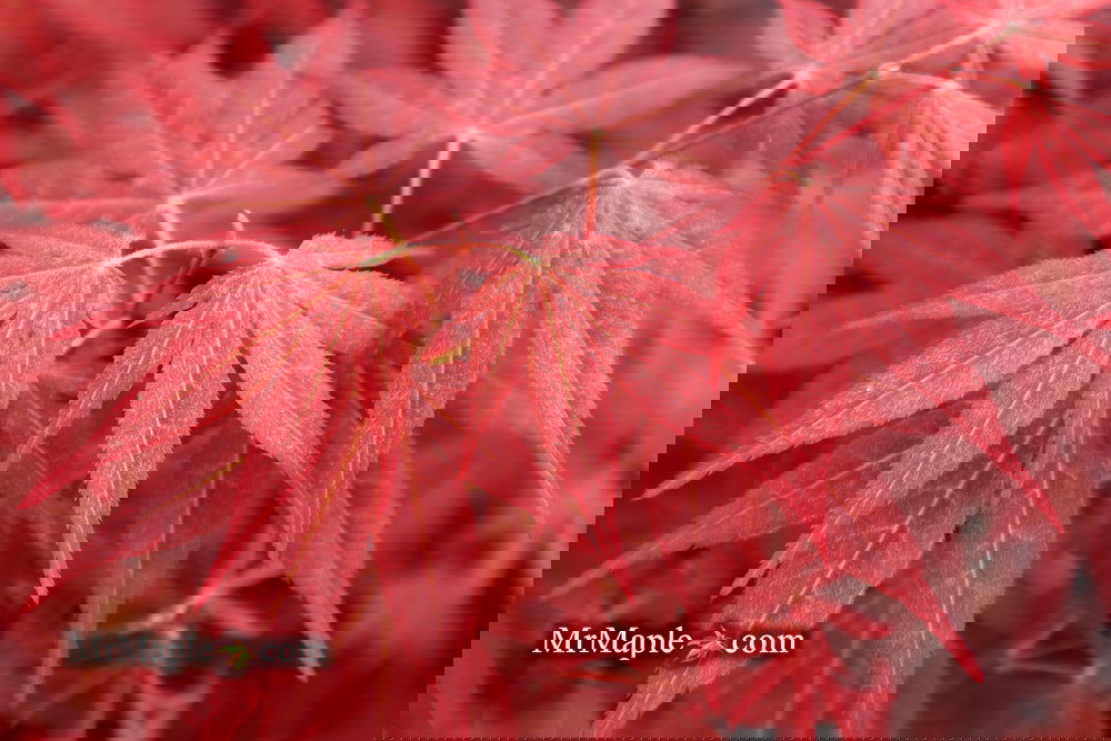Acer palmatum 'Bloodgood' Red Japanese Maple Tree
