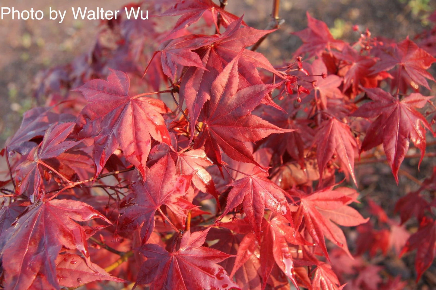 Acer palmatum 'Bloodgood' Red Japanese Maple Tree