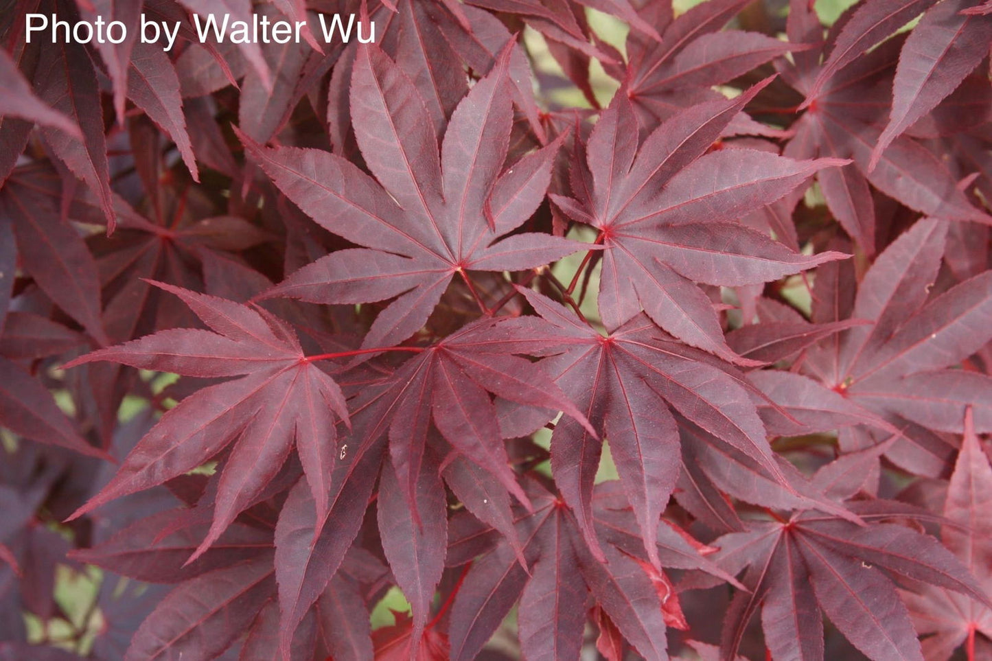 Acer palmatum 'Bloodgood' Red Japanese Maple Tree