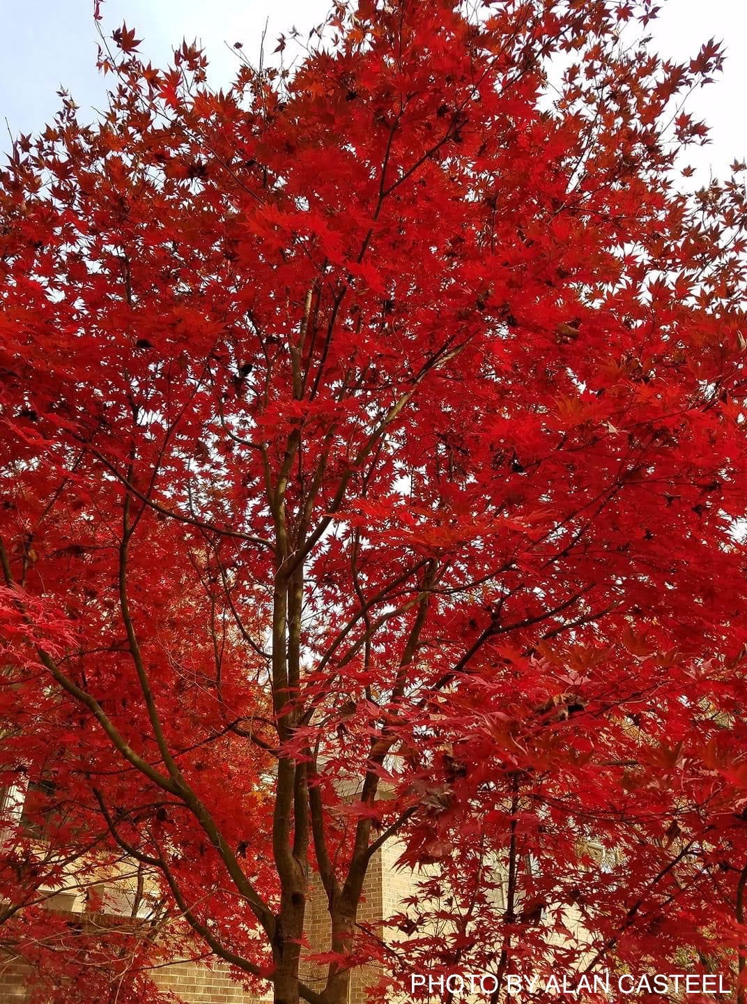 Acer palmatum 'Bloodgood' Red Japanese Maple Tree