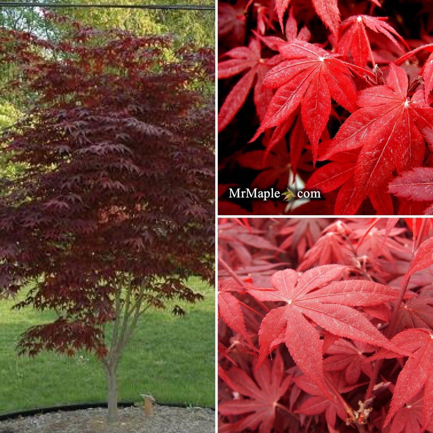 Acer palmatum 'Bloodgood' Red Japanese Maple Tree
