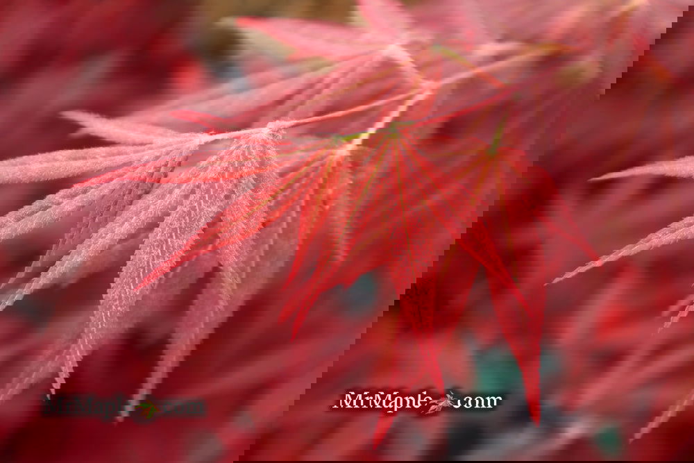 Acer palmatum 'Bloodgood' Red Japanese Maple Tree