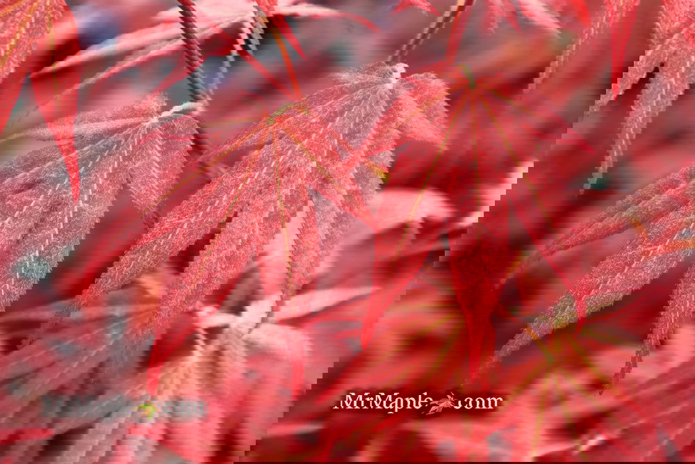 Acer palmatum 'Bloodgood' Red Japanese Maple Tree