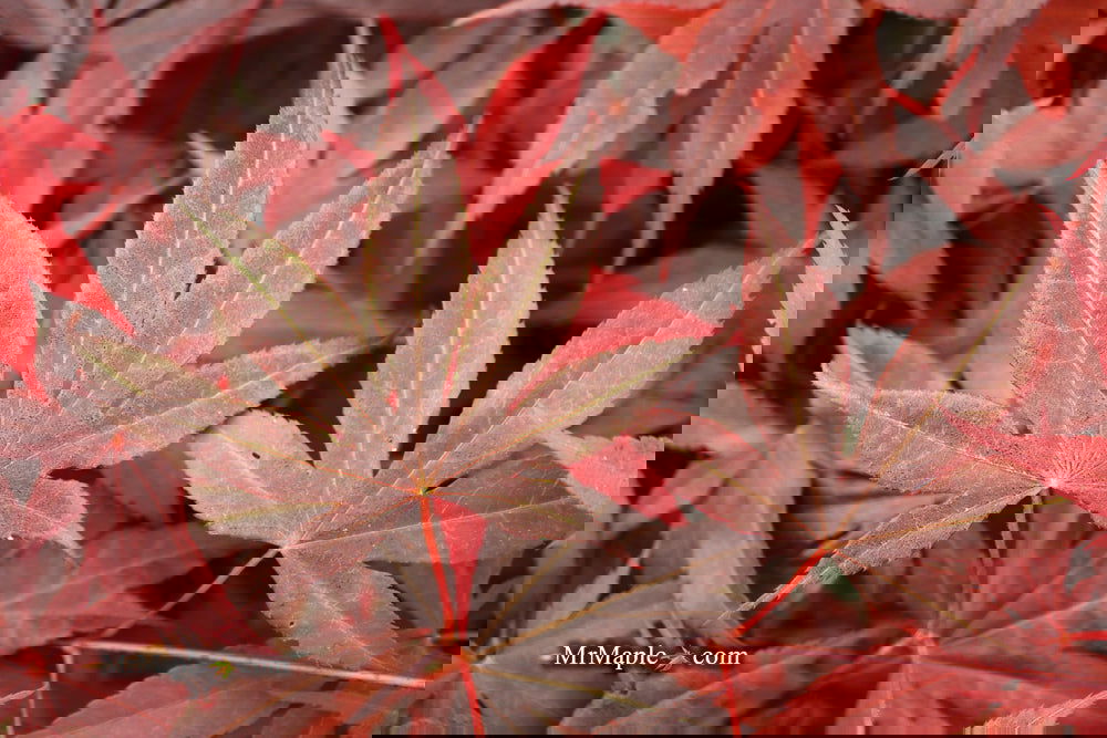 Acer palmatum 'Bloodgood' Red Japanese Maple Tree