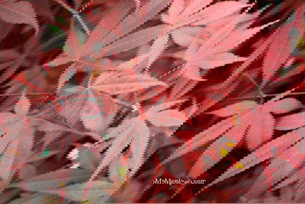 Acer palmatum 'Bloodgood' Red Japanese Maple Tree