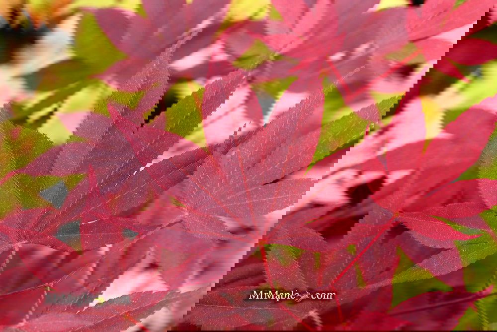 Acer palmatum 'Bloodgood' Red Japanese Maple Tree