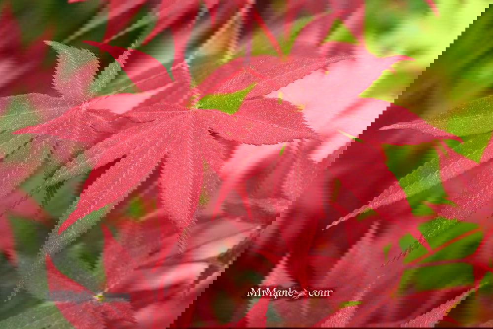 Acer palmatum 'Bloodgood' Red Japanese Maple Tree