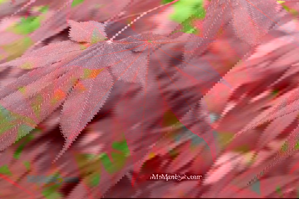 Acer palmatum 'Bloodgood' Red Japanese Maple Tree