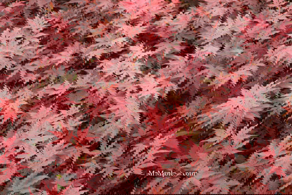 Acer palmatum 'Bloodgood' Red Japanese Maple Tree