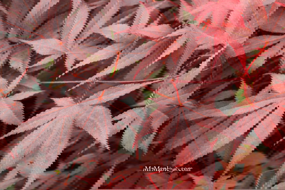 Acer palmatum 'Bloodgood' Red Japanese Maple Tree